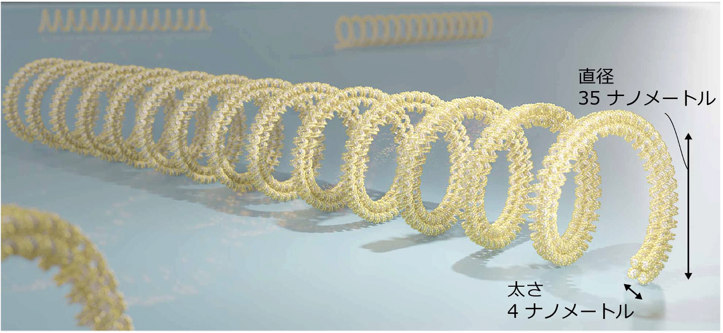 世界最小のコイル状バネを設計し、細胞への“微小な力”の計測に成功